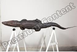 Crocodile